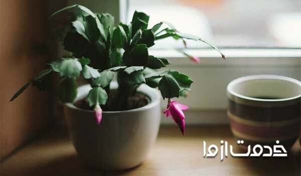 گیاه کاکتوس کریسمس - گیاهان آپارتمانی مقاوم به سرما